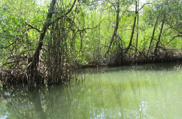 Parc National Los Haitises mangrove 4